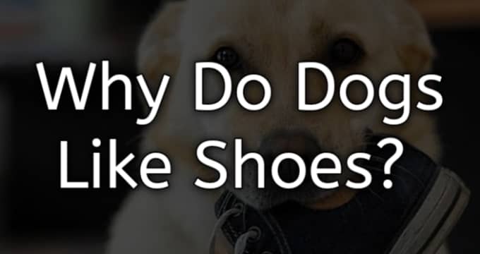 why do dogs like shoes