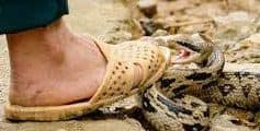 What other precautions can be taken to avoid being bitten by a snake?